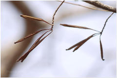 Cottonia peduncularis